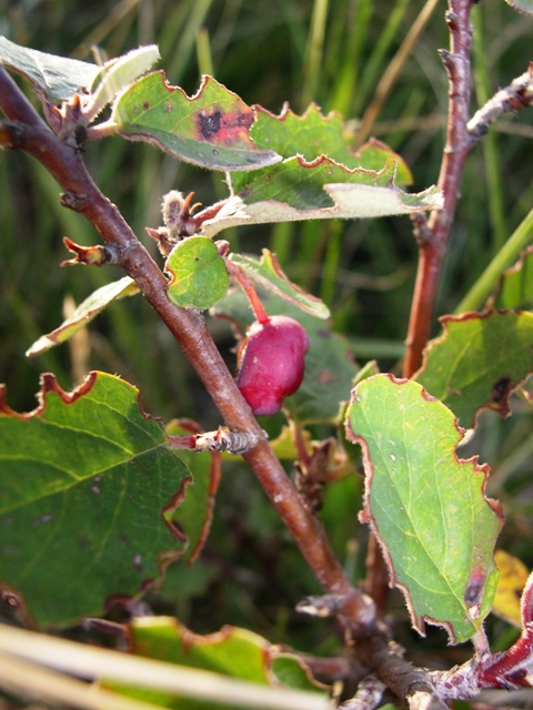 Cotoneaster integerrimus / Cotognastro minore